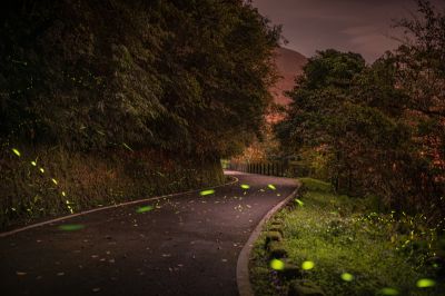  「鯉魚潭賞螢季–趣看火金姑」蜿蜒的環潭步道螢光滿滿