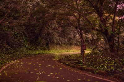  「鯉魚潭賞螢季–趣看火金姑」螢光瀑布