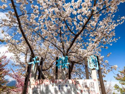  福壽山農場千櫻園