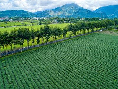  鹿野觀光茶園