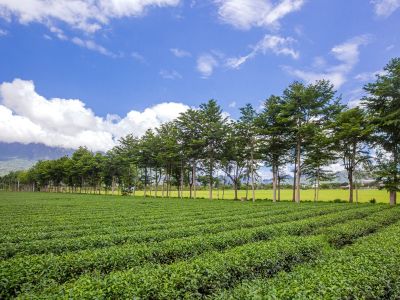  鹿野觀光茶園