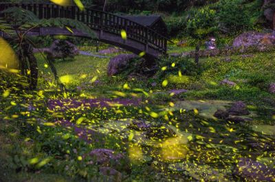  圓潭生態雲區-螢火蟲季-鶯月耀夜系列照片