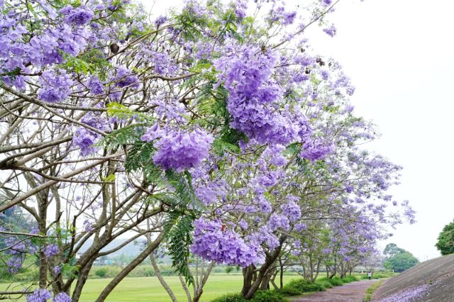  埔里內埔飛場-藍花楹