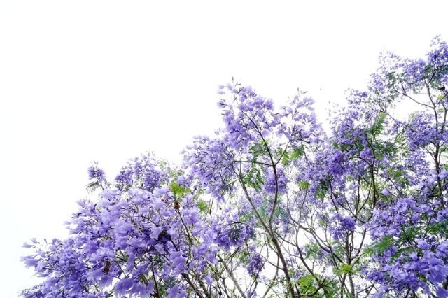  埔里內埔飛場-藍花楹