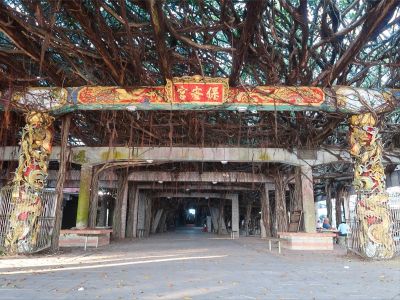  通梁古榕