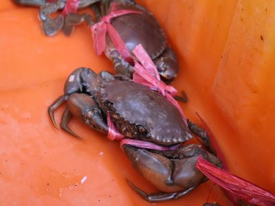  七股海產街