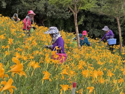 虎山巖金針花採收