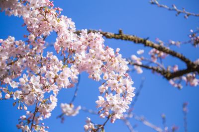 雲端 櫻花季 染井吉野櫻｜高空特寫