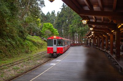 雲端 櫻花季 神木車站｜林業鐵路小火車進站