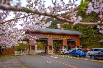 雲端 櫻花季 阿里山國家森林遊樂區｜入口大門