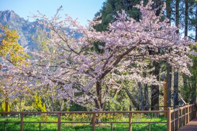 雲端 櫻花季 阿里山櫻王