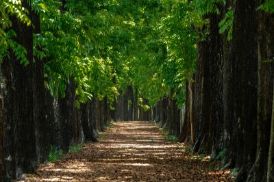 茂林景點剪影 03-新威森林公園