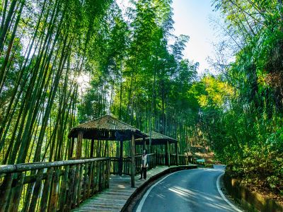  草嶺石壁森林療癒基地（世界竹地標）