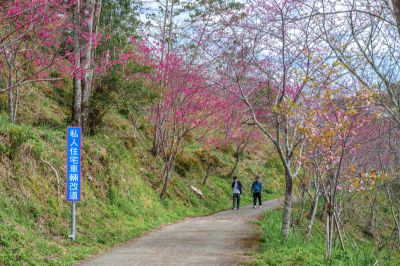 茂林景點剪影 03-寶山二集團櫻花公園