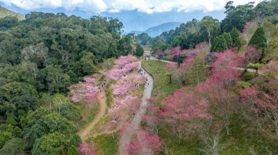 茂林景點剪影 05-寶山二集團櫻花公園