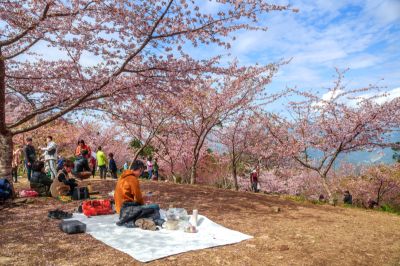 茂林景點剪影 08-寶山二集團櫻花公園