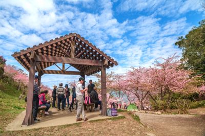 茂林景點剪影 09-寶山二集團櫻花公園