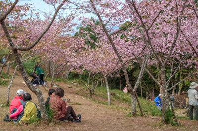茂林景點剪影 10-寶山二集團櫻花公園