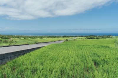 台灣觀光日文雙月刊─2025.7月號 金剛大道-大道梯田風光