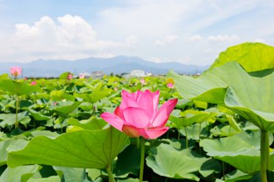  白河蓮花
