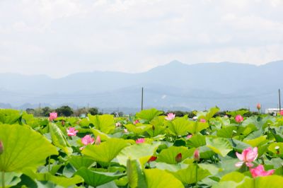  白河蓮花海