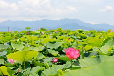  白河蓮花