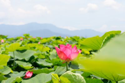  白河蓮花