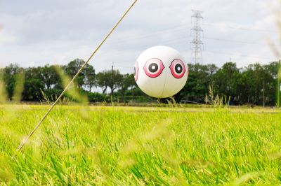  官田遊客中心-黃金稻浪