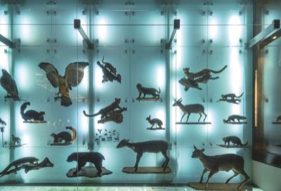 台灣觀光韓文雙月刊─2025.11月號 台灣博物館-古生物館-標本展示