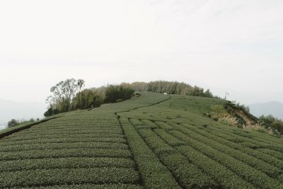 台灣觀光韓文雙月刊─2026.01月號 茶園-嘉義-阿里山