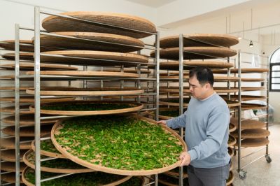 台灣觀光日文雙月刊─2026.05月號_城鎮散步 大埔製茶廠手工製茶＿三峽10