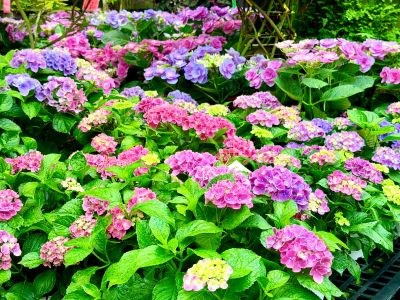 田尾公路花園 S__17588262