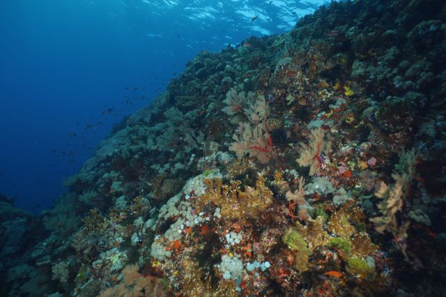 探索綠島特色潛點數位典藏 樓門岩外礁