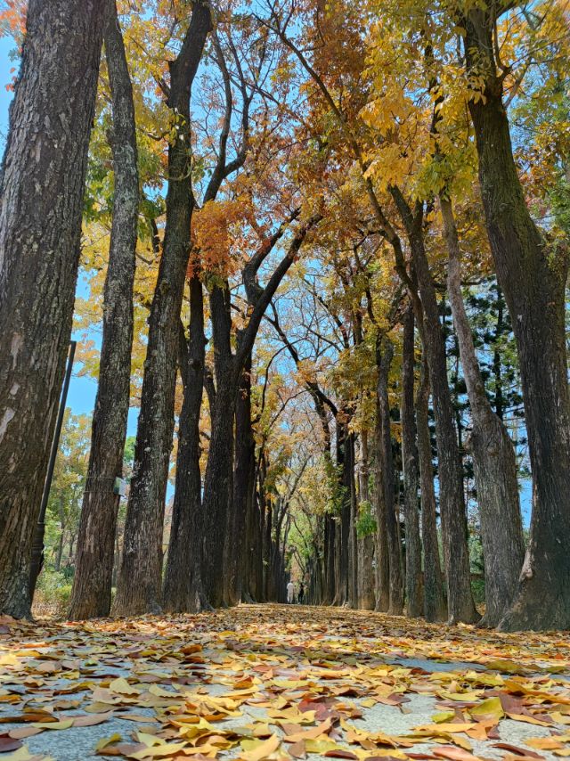 茂林景點剪影 08-新威森林公園