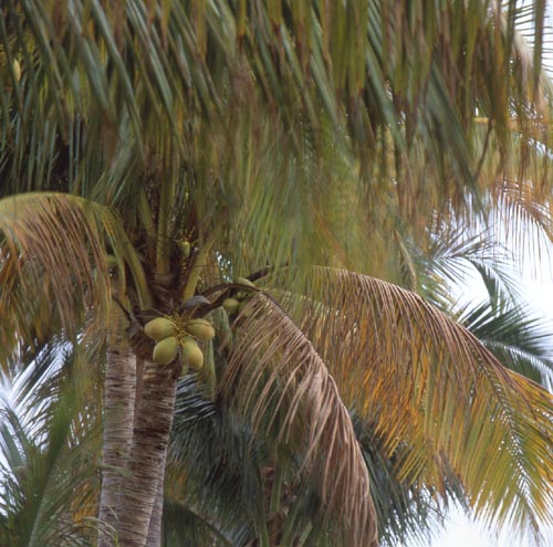  屏東縣椰子樹