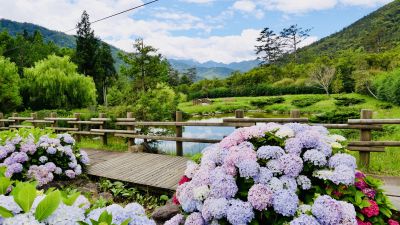  暑期6月份繡球花盛開