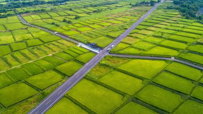  台東長濱鄉 金剛大道與稻作