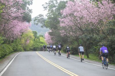  櫻花單車行