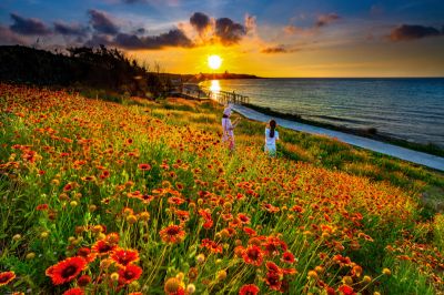  天人菊花海