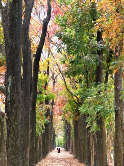  新威森林公園桃花心木落葉季2