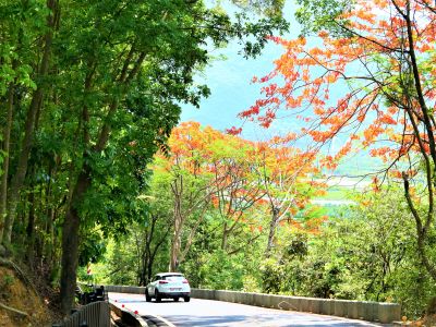  新威森林公園鳳凰花季