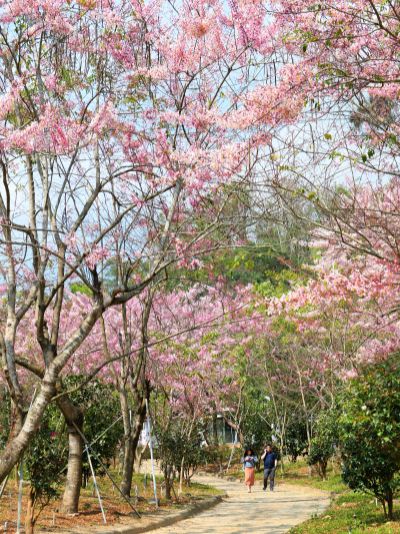  天台山花旗木