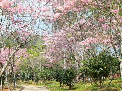  天台山花旗木2