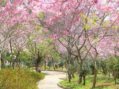  天台山花旗木3