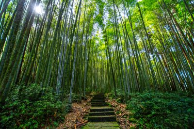  頂湖步道