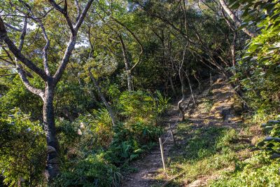 微笑山線 往上稍陡的鶯歌石步道