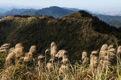 微笑山線 平溪五分山登山步道_芒花