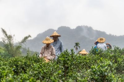 微笑山線 微笑山線活動_體驗採茶