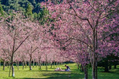  九族文化村_櫻花林野餐