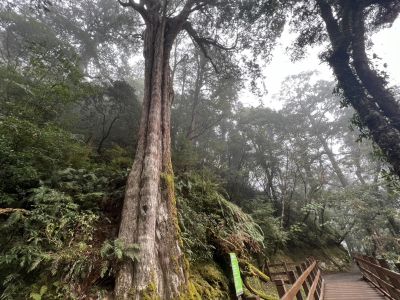 拉拉山國家森林遊樂區 巨木佇立步道邊